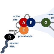 Kinetics of nucleotide entry into RNA polymerase active site provides mechanism for efficiency and fidelity